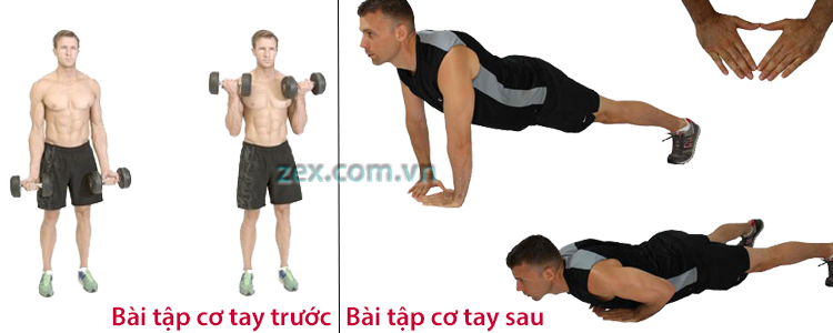 Bài tập cơ tay tăng cơ bắp tại nhà