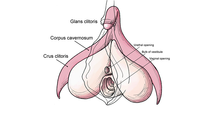 cấu tạo âm vật