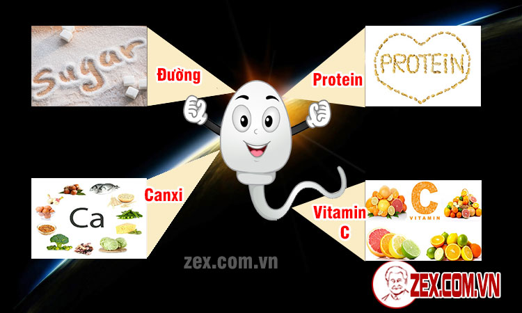 các thành phần có trong tinh trùng 2 các thành phần có trong tinh trùng 2
